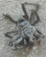 Phoneutria eickstedtae