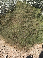 Fagonia laevis