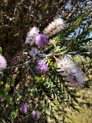 Melaleuca decussata