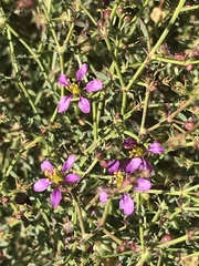 Fagonia laevis