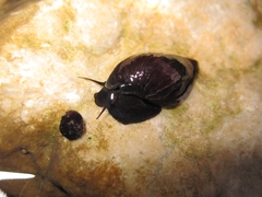 Melanopsis