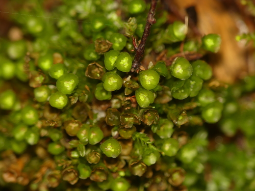 Tetraphidopsida