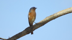 Phoenicurus alaschanicus