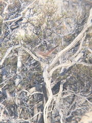 Pseudasthenes steinbachi