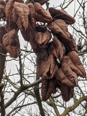 Koelreuteria paniculata