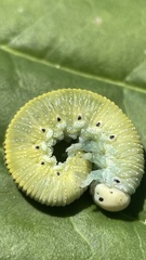 Cimbex femoratus