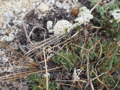 Eriogonum breedlovei shevockii