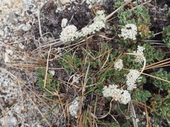Eriogonum breedlovei shevockii