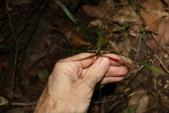 Cyperus tetraphyllus