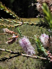 Melaleuca decussata