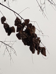 Koelreuteria paniculata