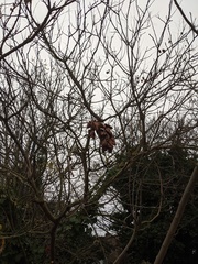 Koelreuteria paniculata