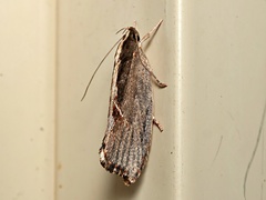 Archaereta dorsivittella