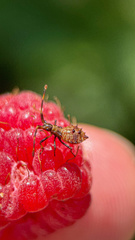 Coreus marginatus