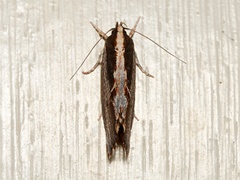 Archaereta dorsivittella