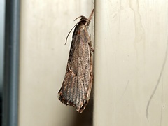 Archaereta dorsivittella