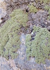 Petrophytum caespitosum caespitosum