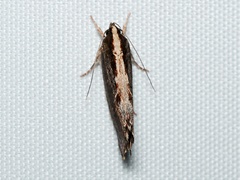 Archaereta dorsivittella