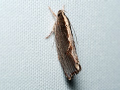 Archaereta dorsivittella