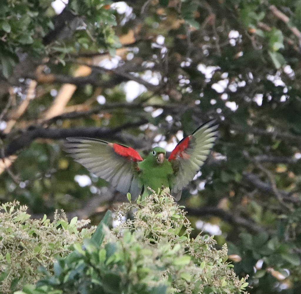 Hispaniolan Parakeet