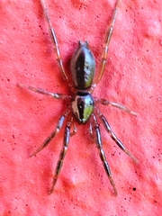 Drassyllus