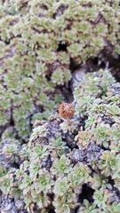 Petrophytum caespitosum caespitosum