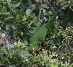 Psittacara chloropterus