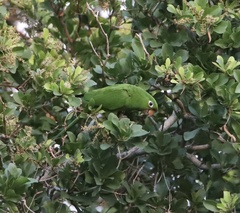 Psittacara chloropterus