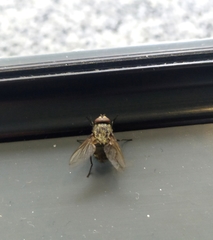 Pollenia rudis