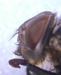Pollenia rudis