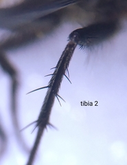 Pollenia rudis