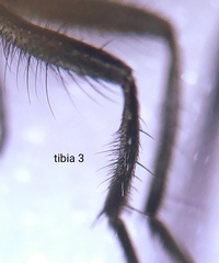 Pollenia rudis