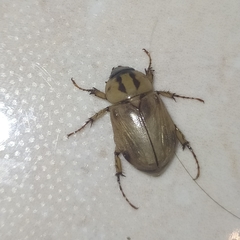 Cyclocephala amazona