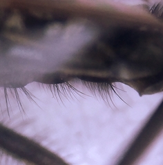 Pollenia rudis
