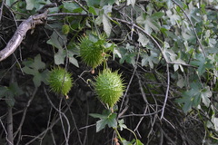 Sicyoeae