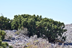 Pinus culminicola