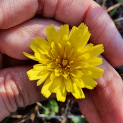 Asteraceae