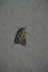 Lacanobia contigua