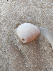 Chioneryx cardioides