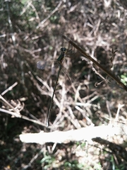 Chlorolestes tessellatus