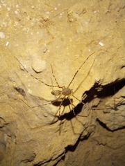 Scytodes longipes