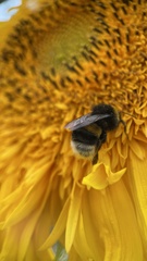 Bombus terrestris