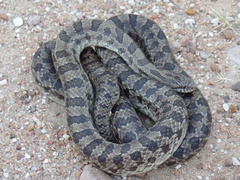 Lampropeltis calligaster