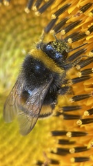 Bombus terrestris