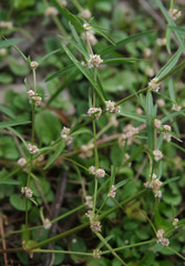 Alternanthera micrantha
