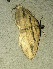 Costaconvexa polygrammata