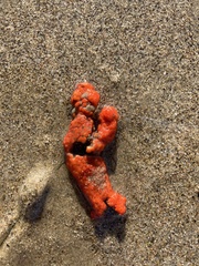 Metandrocarpa dura