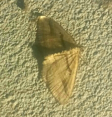 Costaconvexa polygrammata