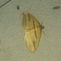 Costaconvexa polygrammata