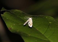 Holocryptis phasianura